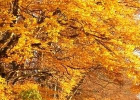 Buche-Herbst