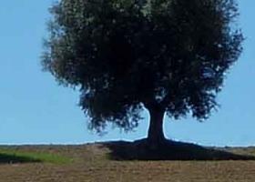 Olivenbaum-3